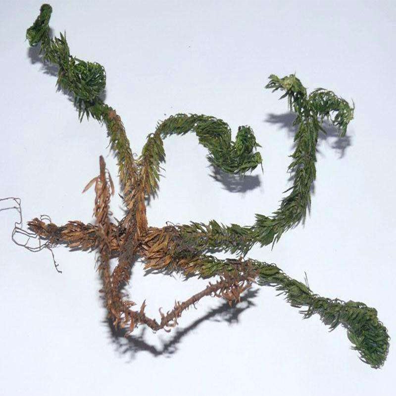 古今润方小叶千层塔中药材千层塔毛青杠虱子草蛇足千层塔草中药材1000