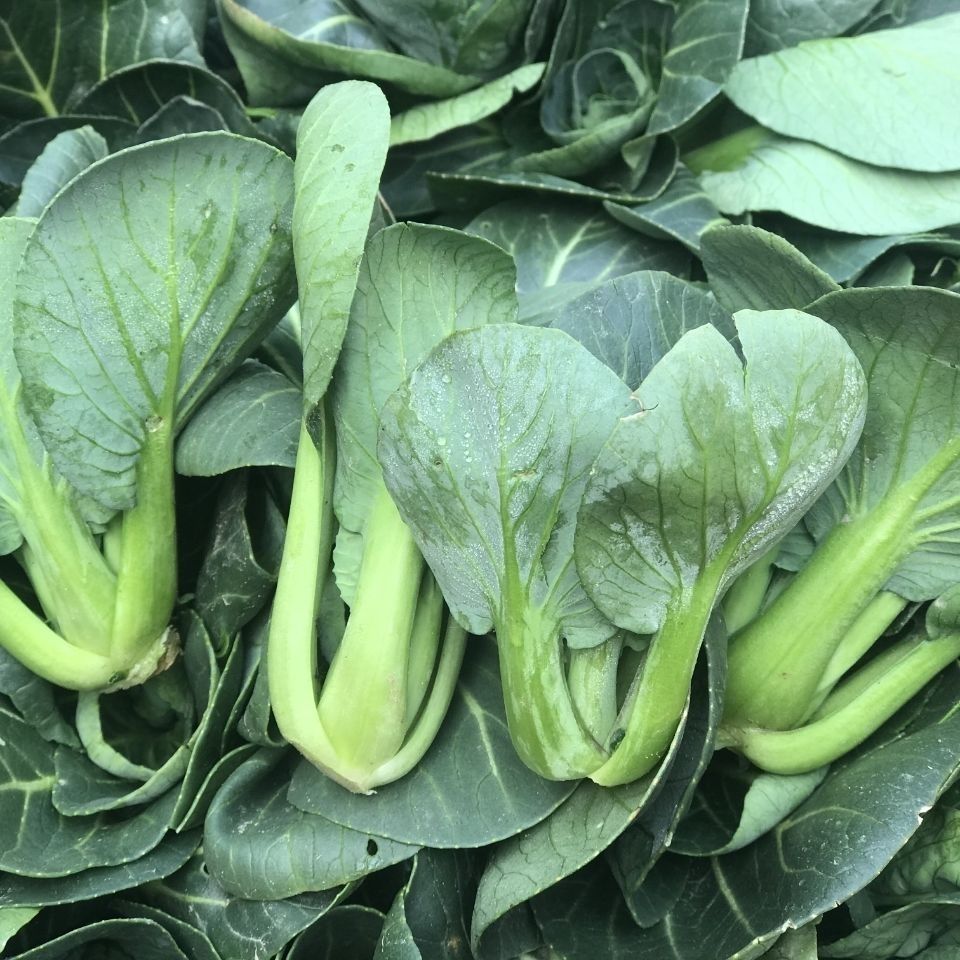 湖北孝感新鲜小白菜霜冻小青菜农家自种苏州青小青菜油菜鲜嫩可口1斤