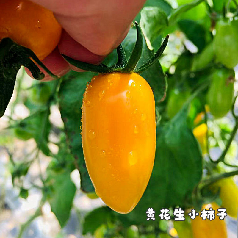 更多参数>>原产地:其他类别:新鲜柿子包装形式:简装国产/进口:国产