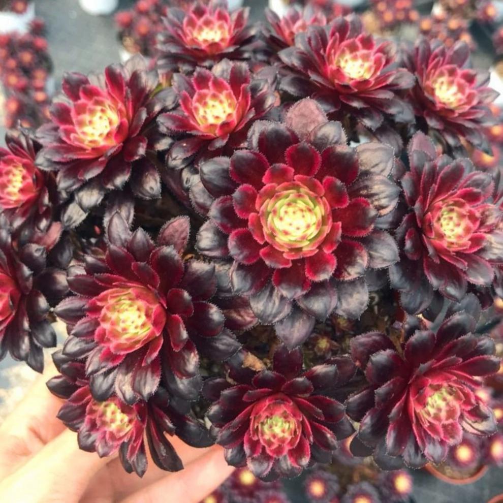 黑法师多肉植物大黑铜壶法师老桩多头组合绿植盆栽圆叶法师8头庄高28