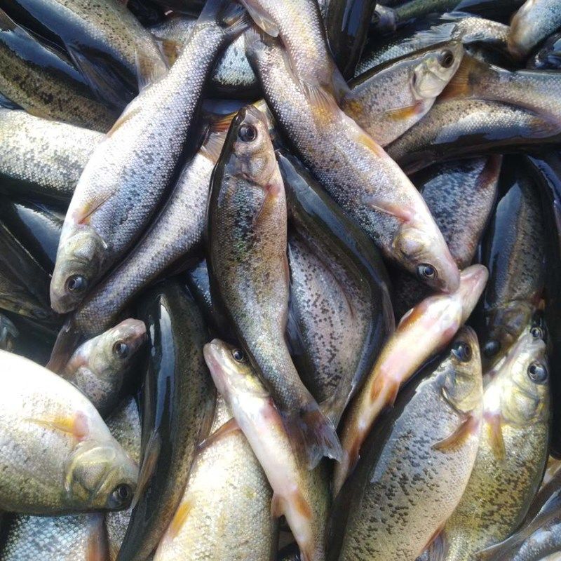 黑龙江特产淡水鱼野生鲜活柳根鱼红赤子小杂鱼 3斤小号野生柳根鱼每斤