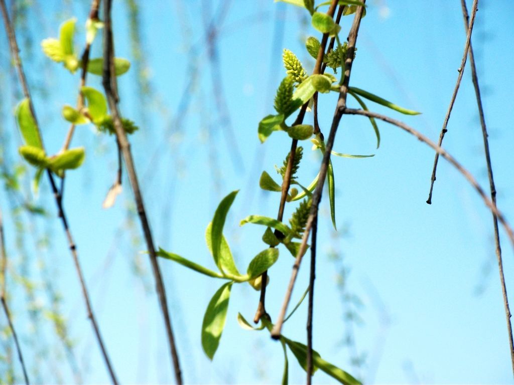 柳树芽新鲜当季头茬野菜柳芽尖早春现摘柳树叶现发农家1500g