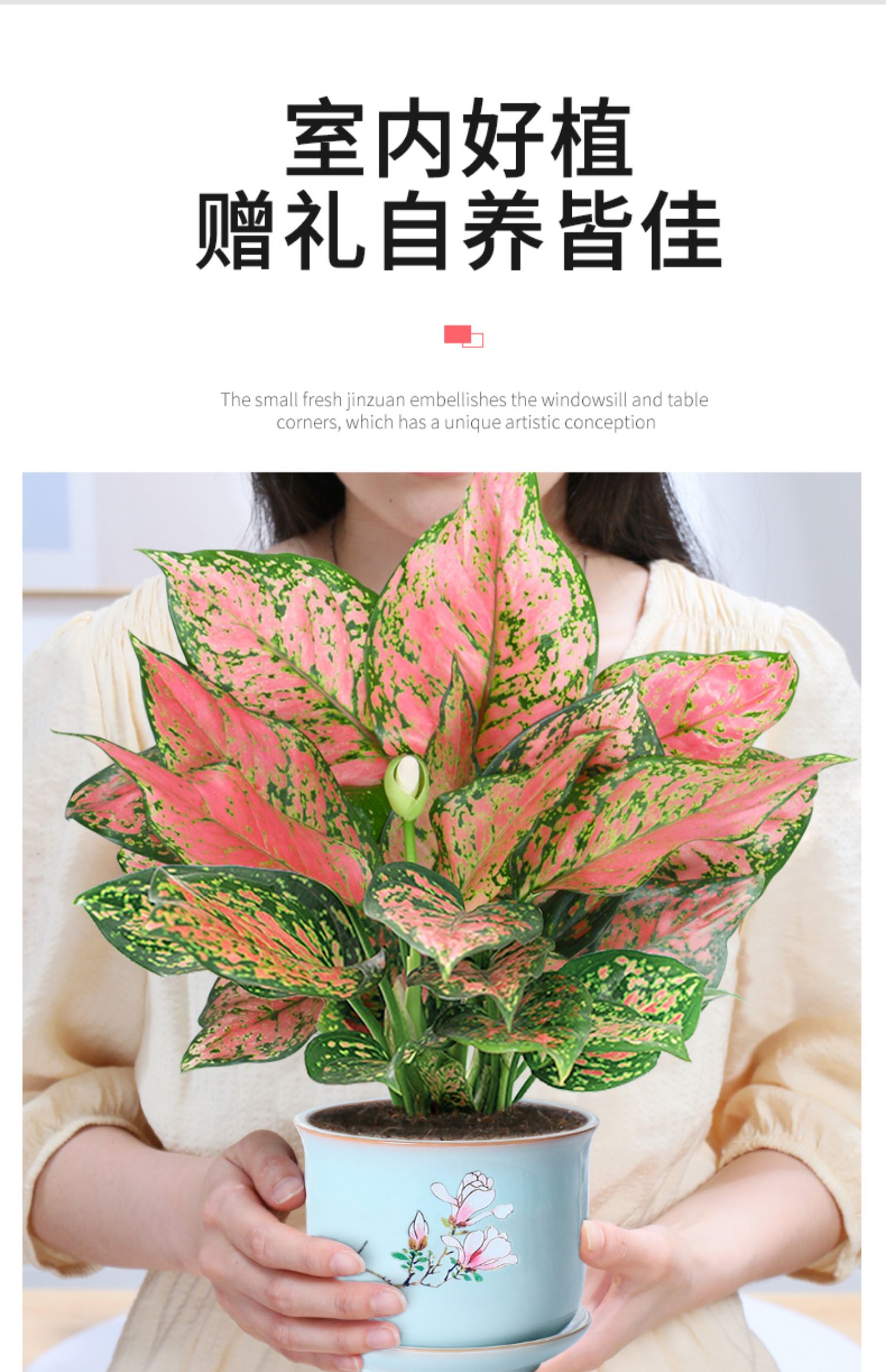 如意皇后花盆栽吉利红万年红火植物室内绿植花卉彩色四季观叶盆景