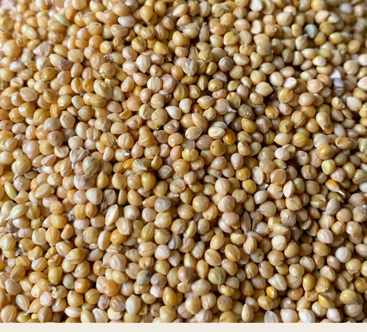 稻谷 谷子黄谷子带壳小米谷子粟谷 中小型鹦鹉鸟粮鸟食饲料 补钙粮黄