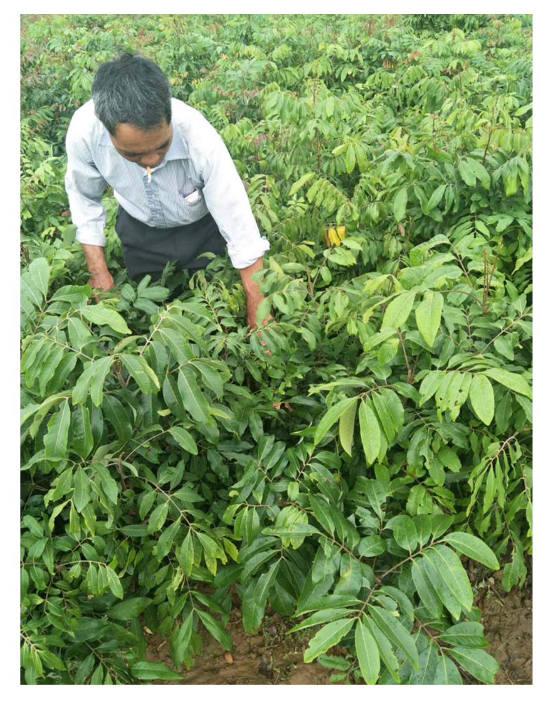 无核龙眼苗树嫁接石硖储良四季龙眼桂圆苗红皮龙眼当年结果庭院 四季