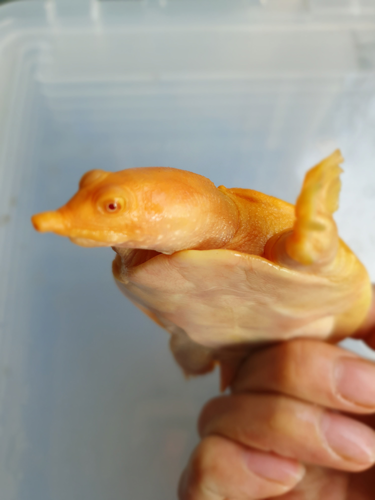 萌萌哒红眼白化鳖变异鳖变异王八甲鱼苗黄金甲鱼山瑞黄金鳖苗珍珠鳖