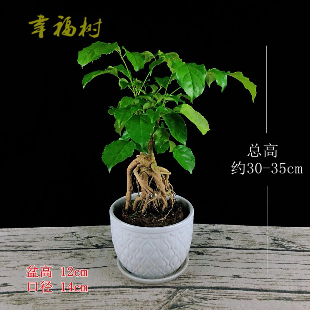 锦语提根幸福树盆栽造型绿宝盆景四季常青室内阳台客厅观叶植物办公