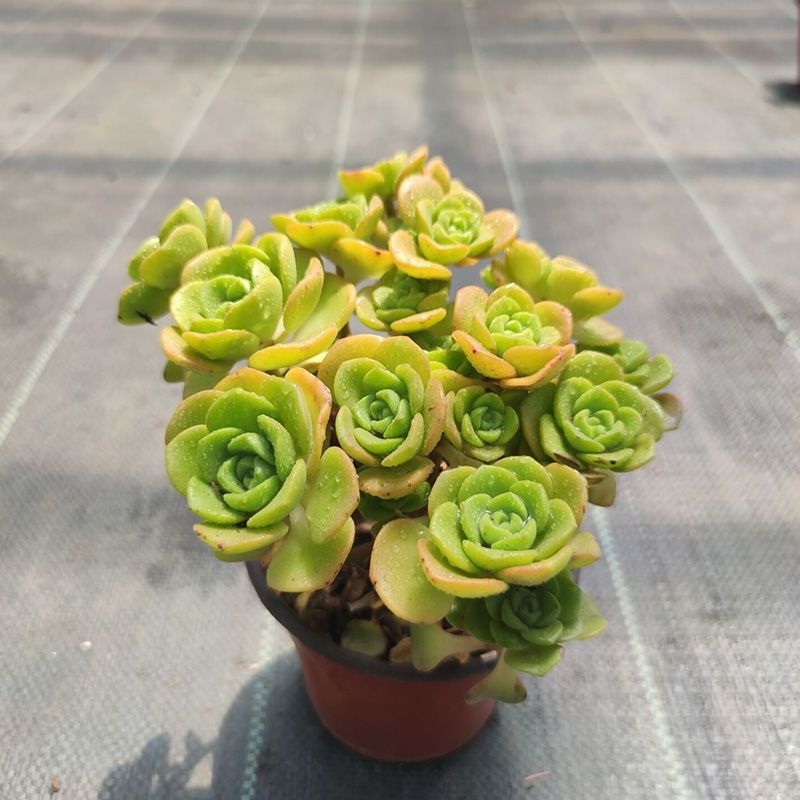 多肉植物超大法师多头花卉花盆栽套餐园艺盆栽手捧荷兰玫瑰10头以上