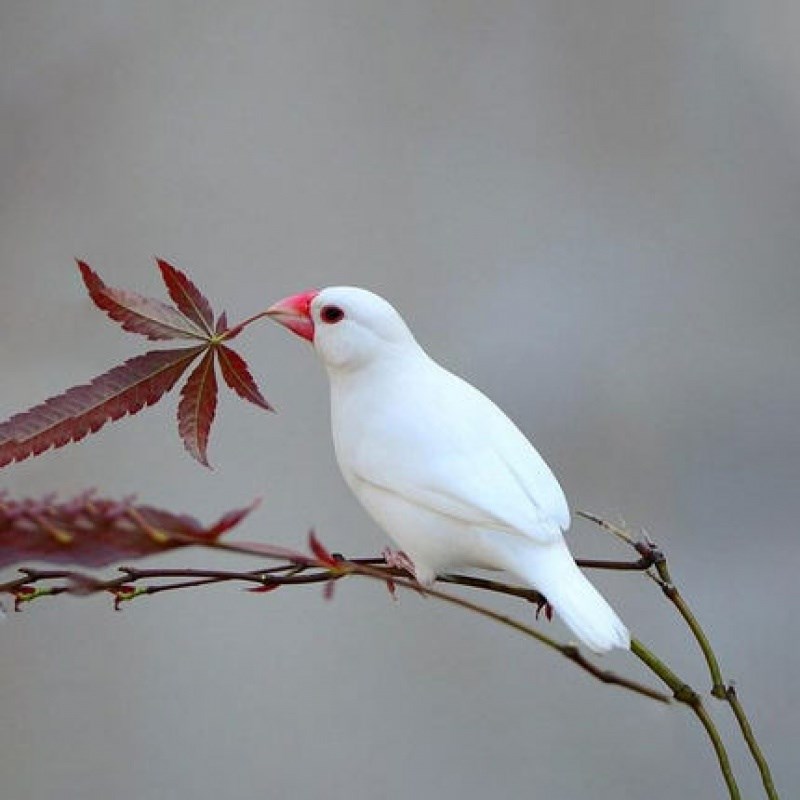 白珍珠鸟活体白文鸟灰文鸟灰珍珠粮观赏宠物鸟活物手养珍珠一只灰文鸟