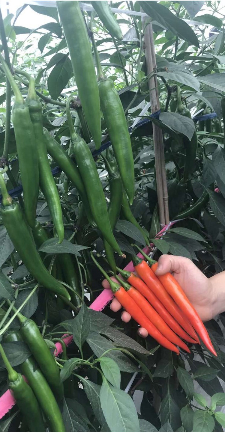 特大红美人椒种子辣椒种籽大全春夏秋四季阳台盆栽种植蔬菜种孑苗