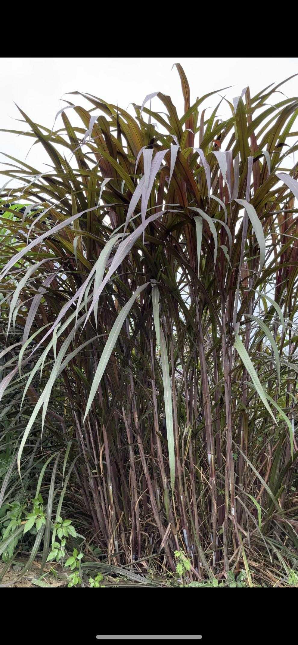 紫象草高产牧草四季多年生牧草种节物资牧草种自产销高产南北多年生