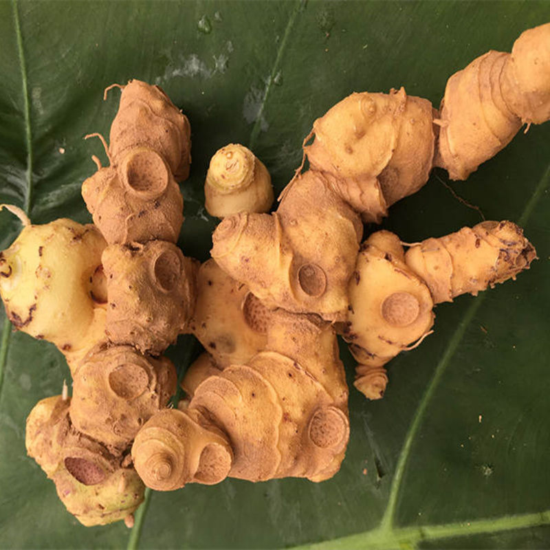 鲜黄精野生生新鲜特级地藏多花质肉油头辟谷鸡头中药材泡水泡酒 500克