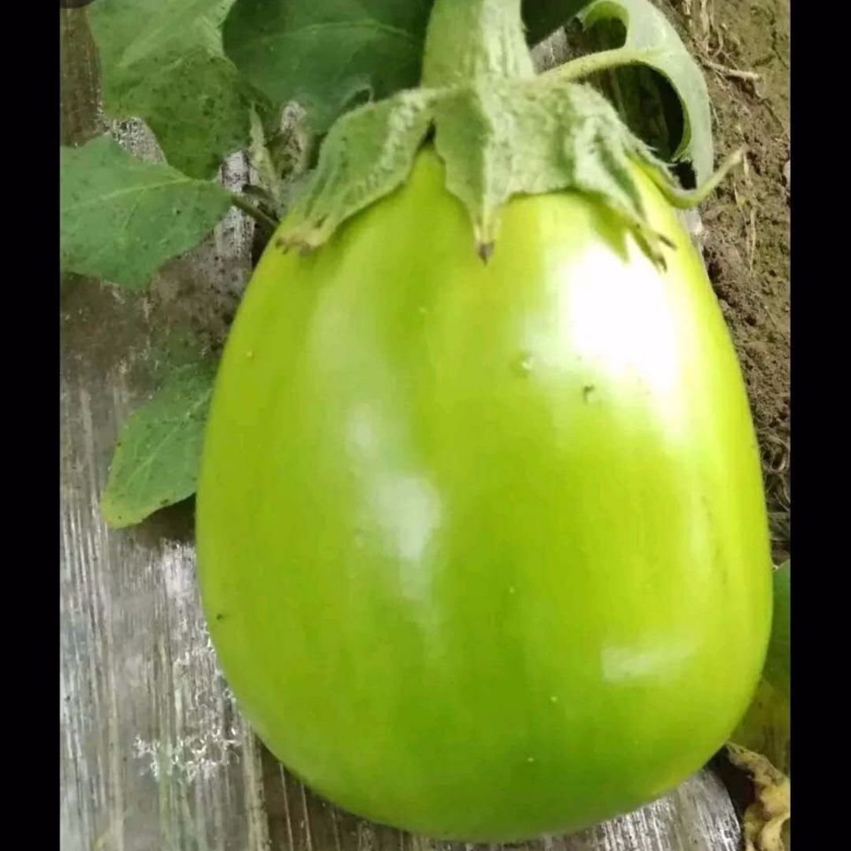 东北特产大绿茄子农家自种新鲜现货绿皮茄子生吃青茄蔬菜5斤