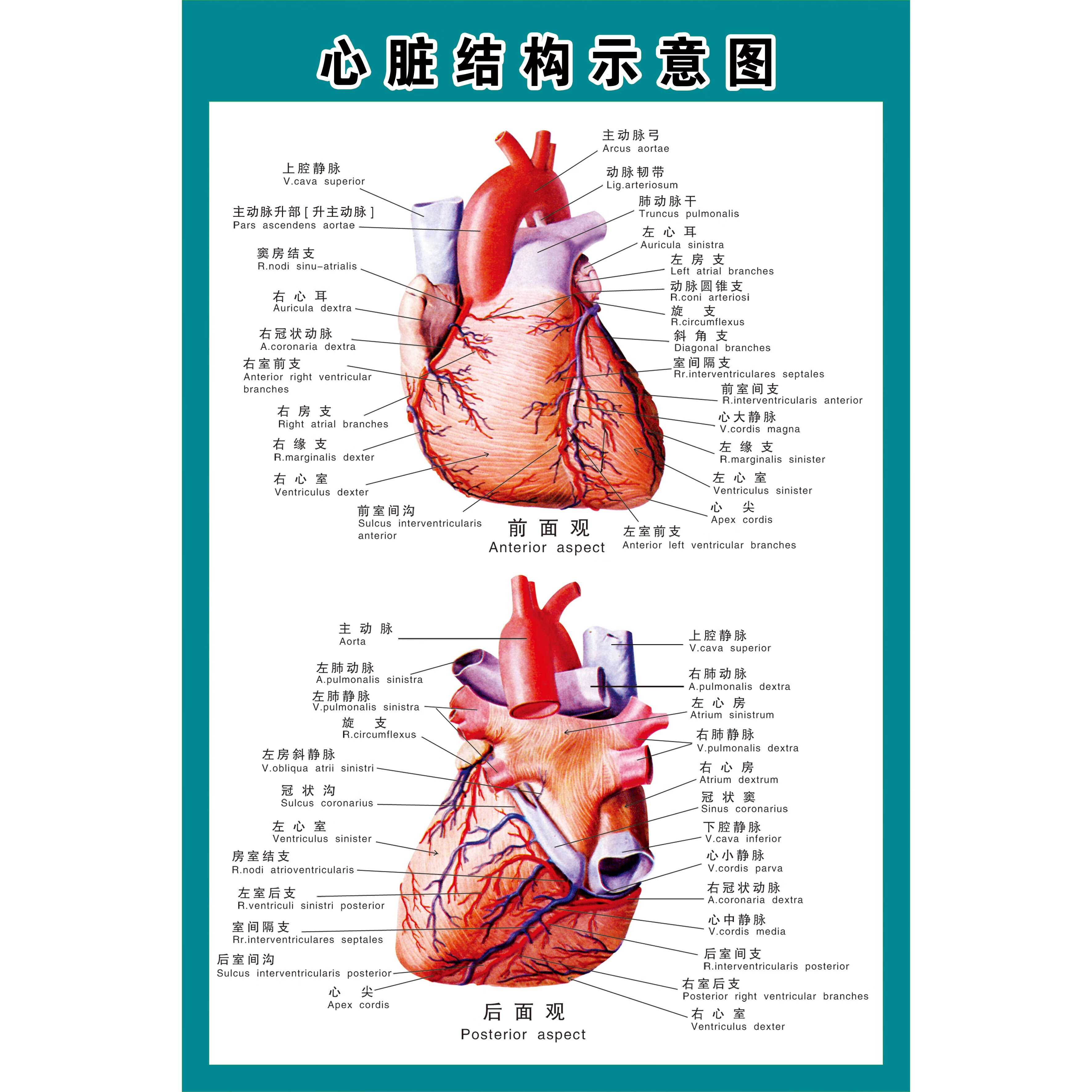 奈訊人體結構骨骼內臟消化神經血管肝胃生殖解剖示意圖醫學掛圖 眼睛