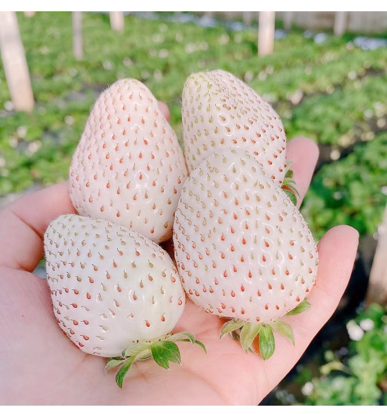 礼盒装白草莓淡雪公主当季水果现摘500g25g30g