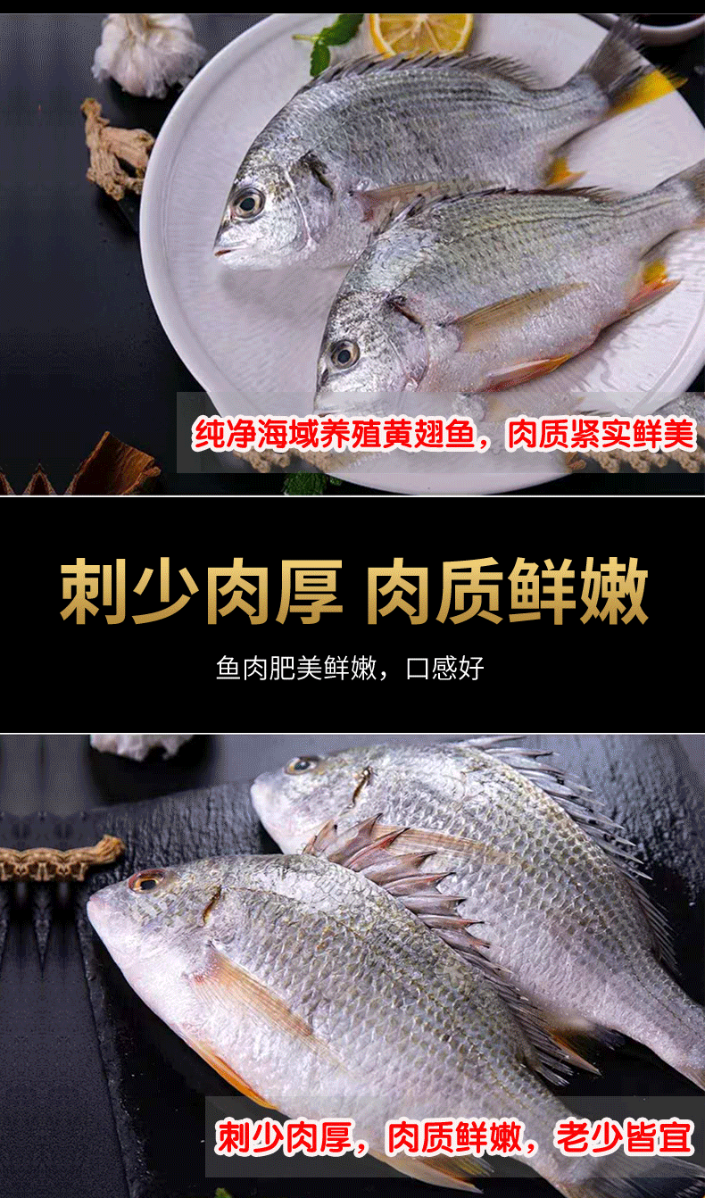 海天盛宴黃翅魚黑鯛魚野生海捕黃鰭鯛魚黃腳立魚黑包公鯛魚活凍海鮮