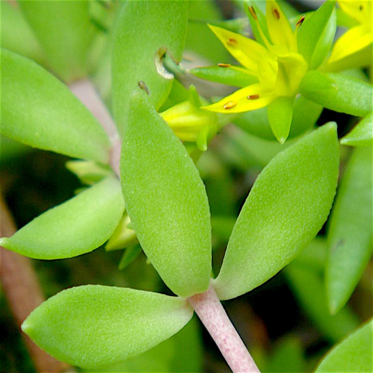 【睿格达】垂盘草野生垂盆草垂吊盆栽垂盘草花卉绿植物四季长青园艺用