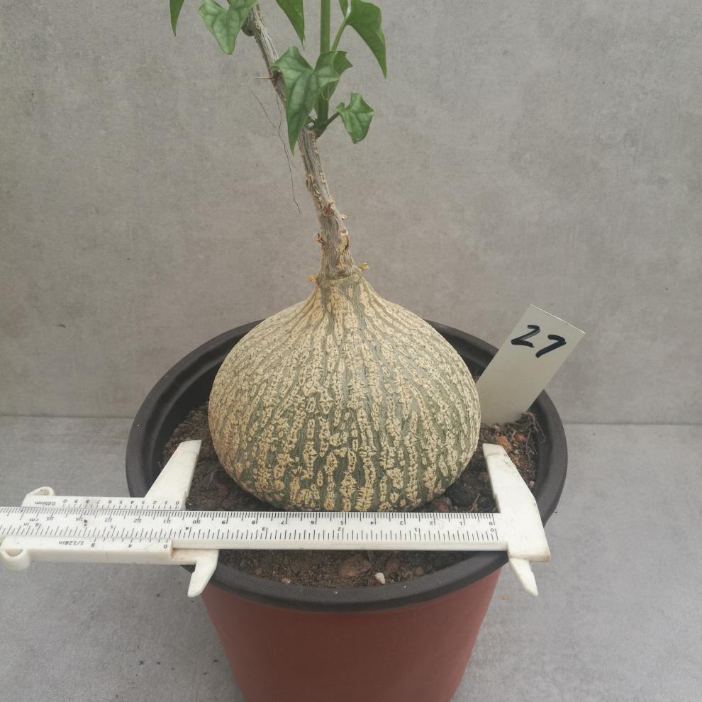 多肉植物银叶睡布袋南非块根观赏睡布袋绿化爬藤cm可大量710cm联系