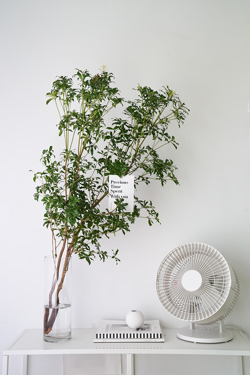 德骊嘉进口马醉木水培水养枝条树枝鲜切叶单支马醉木100120cm不含盆