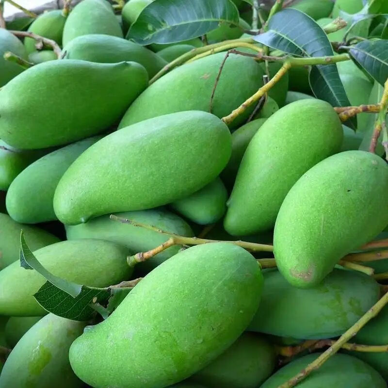 生芒果新鲜酸芒果生吃酸脆青芒果孕妇水果腌制辣嘢海南象牙芒 1斤象牙