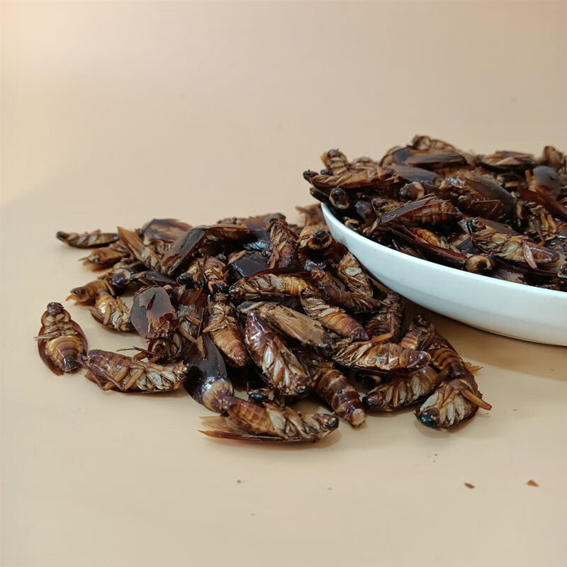 蟑螂干 中药材美洲大蠊 干蟑螂金龙鱼饲料蟑螂粉精粉家用药用 蟑螂干
