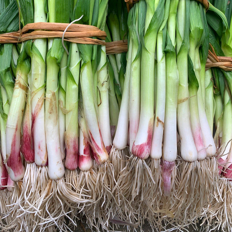 腌大蒜须农家自制大蒜须辣椒酱大蒜叶大蒜苗大蒜杆开胃小菜速食下饭菜