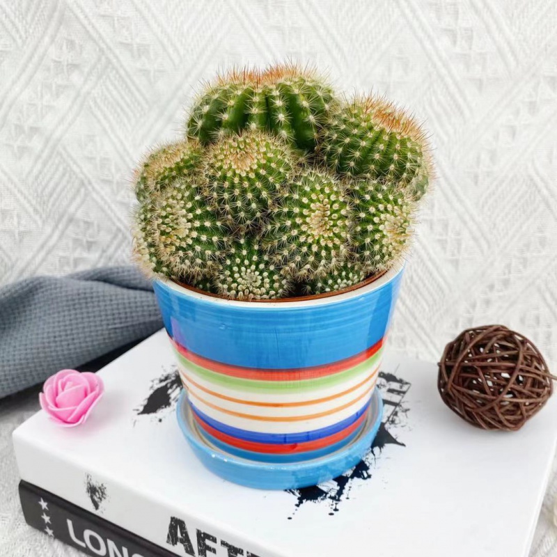 【618活动】精品多头金冠仙人球多肉植物好养室内阳台桌面植物 多头黄