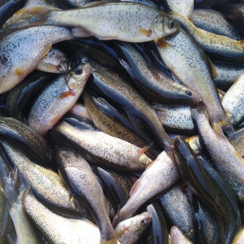 黑龙江特产淡水鱼野生鲜活柳根鱼红赤子小杂鱼 3斤小号野生柳根鱼每斤