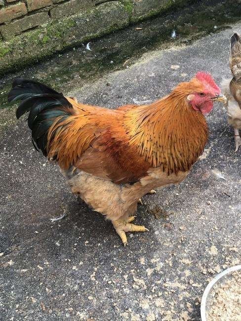 半大鸡仔k9活体鸡仔草鸡散养小鸡仔脱温鸡半大鸡家养批发零售k9肉鸡