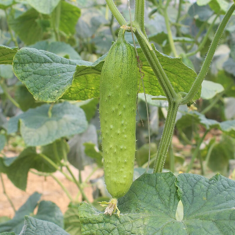 源外园东北旱黄瓜农家新鲜时令青菜笨黄瓜青瓜荷兰瓜水果应季蔬菜5斤