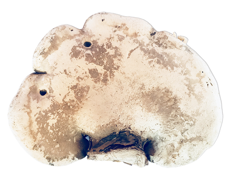 长白山白灵芝整朵灵芝桦剥管菌药材泡茶白边玉芝250可切片【图片 价格