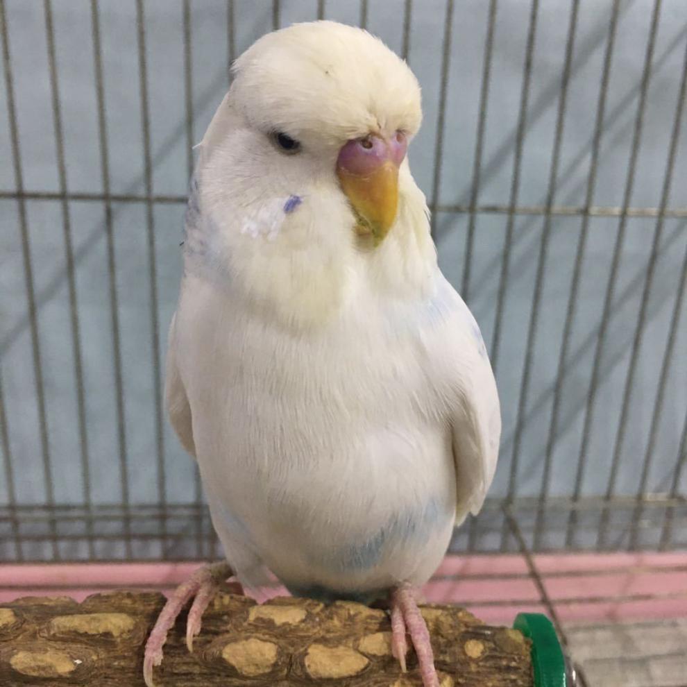 可教说话雏鸟活体大头手养蘑菇头欧血活鹦鹉 219小虎显刚断奶【图片