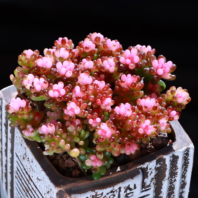 迷你浆果多肉植物 彩色浆果盆栽绿植花卉老桩组合室内肉肉植物好养