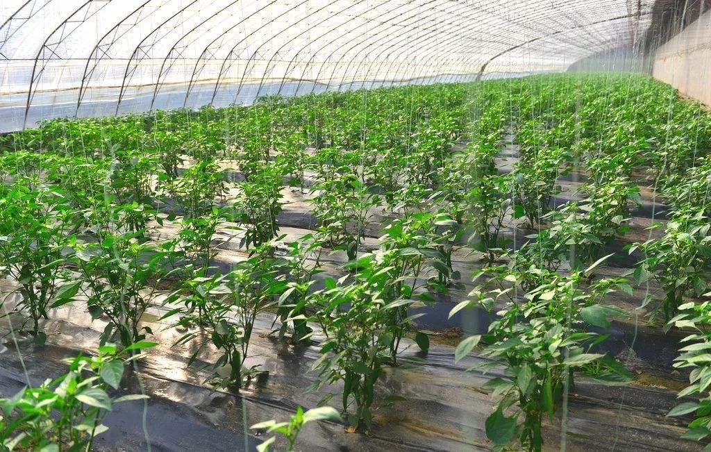 辣椒膜打孔地膜银黑膜隔热膜耐高温塑料膜反光膜农用薄膜国产黑膜1丝