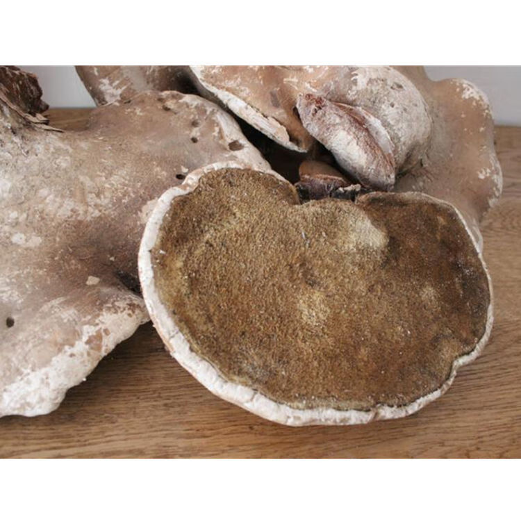 长白山灵芝 桦剥管菌白玉灵芝整只切片打粉 野生白灵芝 500克【图片