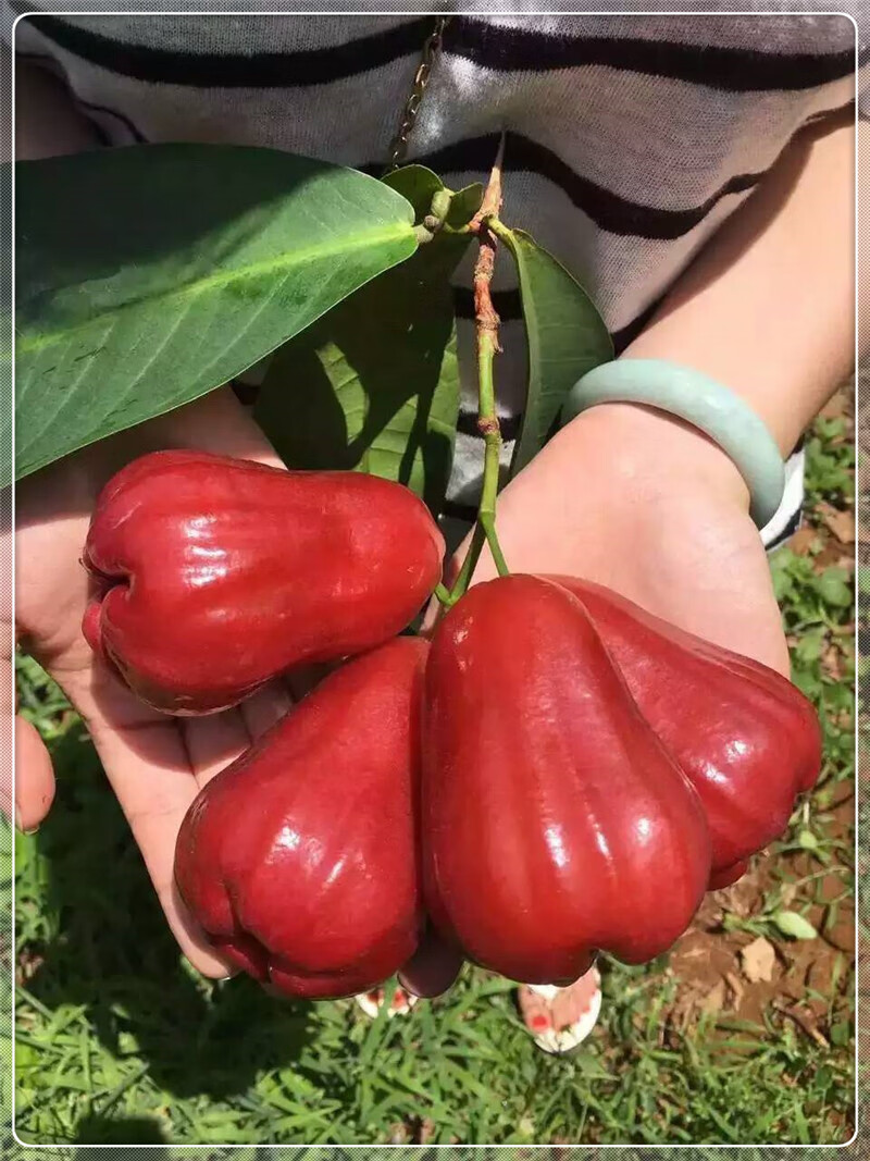 恬女神【顺丰】海南三亚新鲜黑金刚莲雾特产水果热带应季莲雾果孕宝