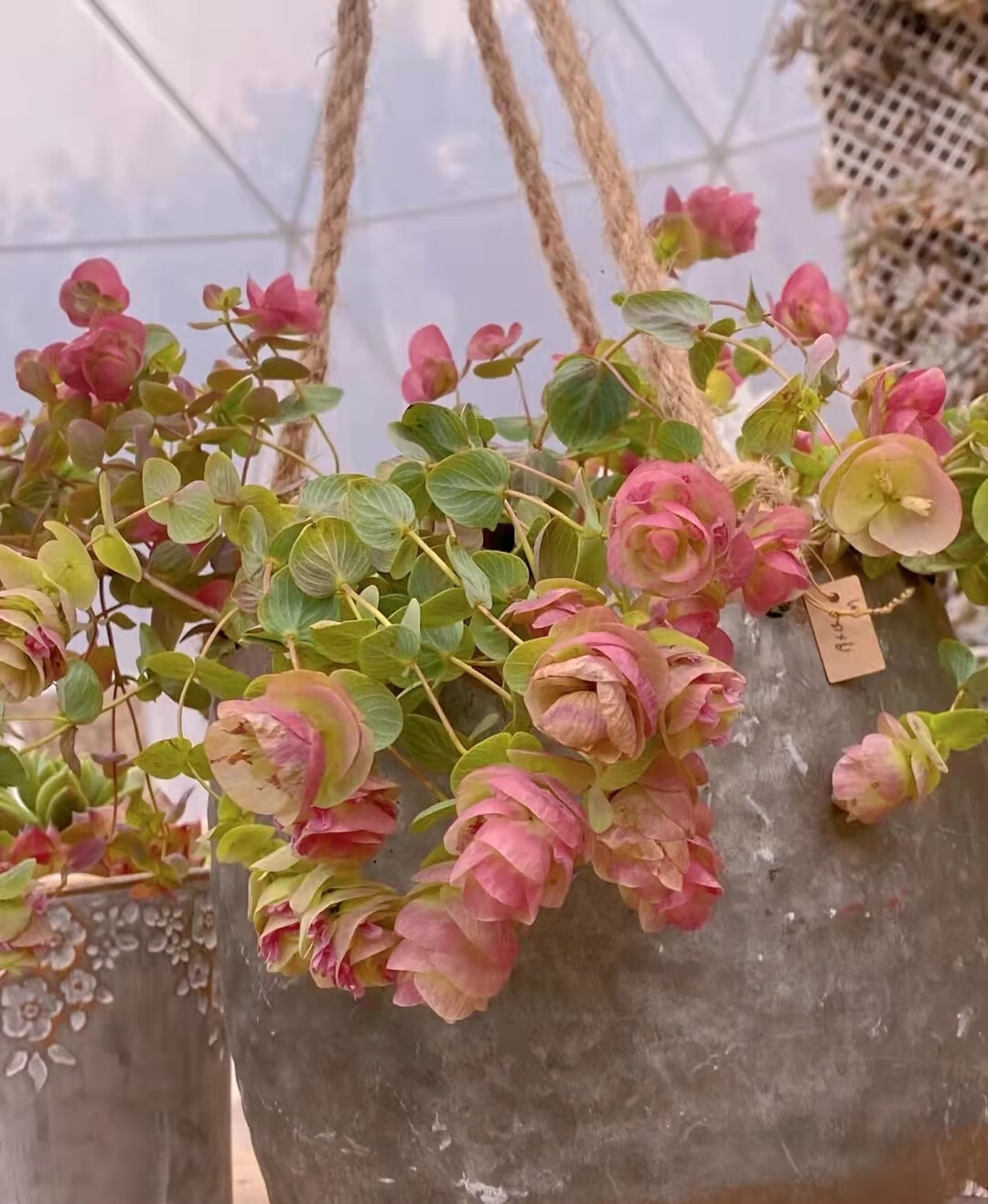 法国百里香欧芹圆叶观叶牛至盆栽折纸画绿植耐寒耐热盆栽懒人 120#盆