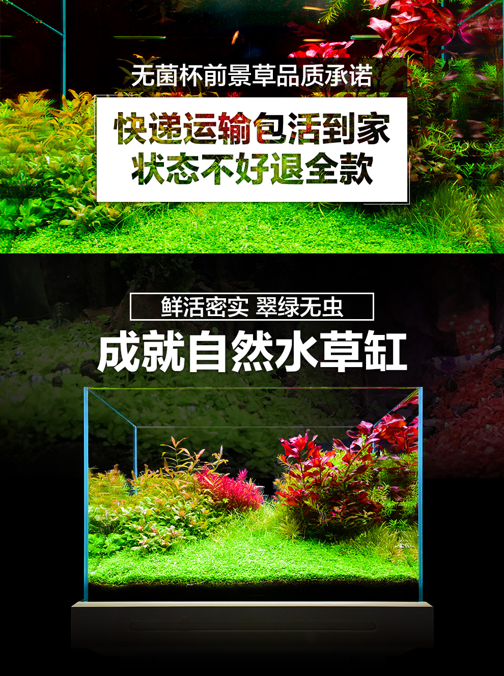 疯狂石头鱼缸水草造景活体水草种子水榕牛毛草水藻迷你爬地矮珍珠活体套餐前景水草 无菌杯前景草 爬地珍珠 图片价格品牌报价 京东