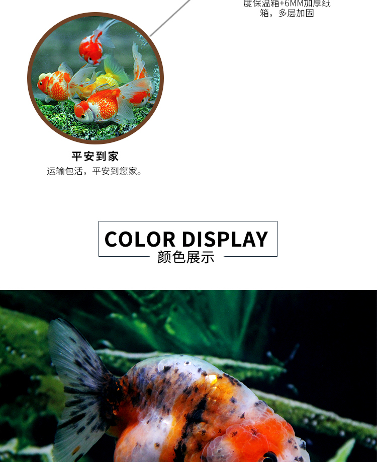 琅河水族观赏鱼金鱼活体兰寿精选淡水鱼活鱼宠物鱼菠萝头兰寿1条68cm