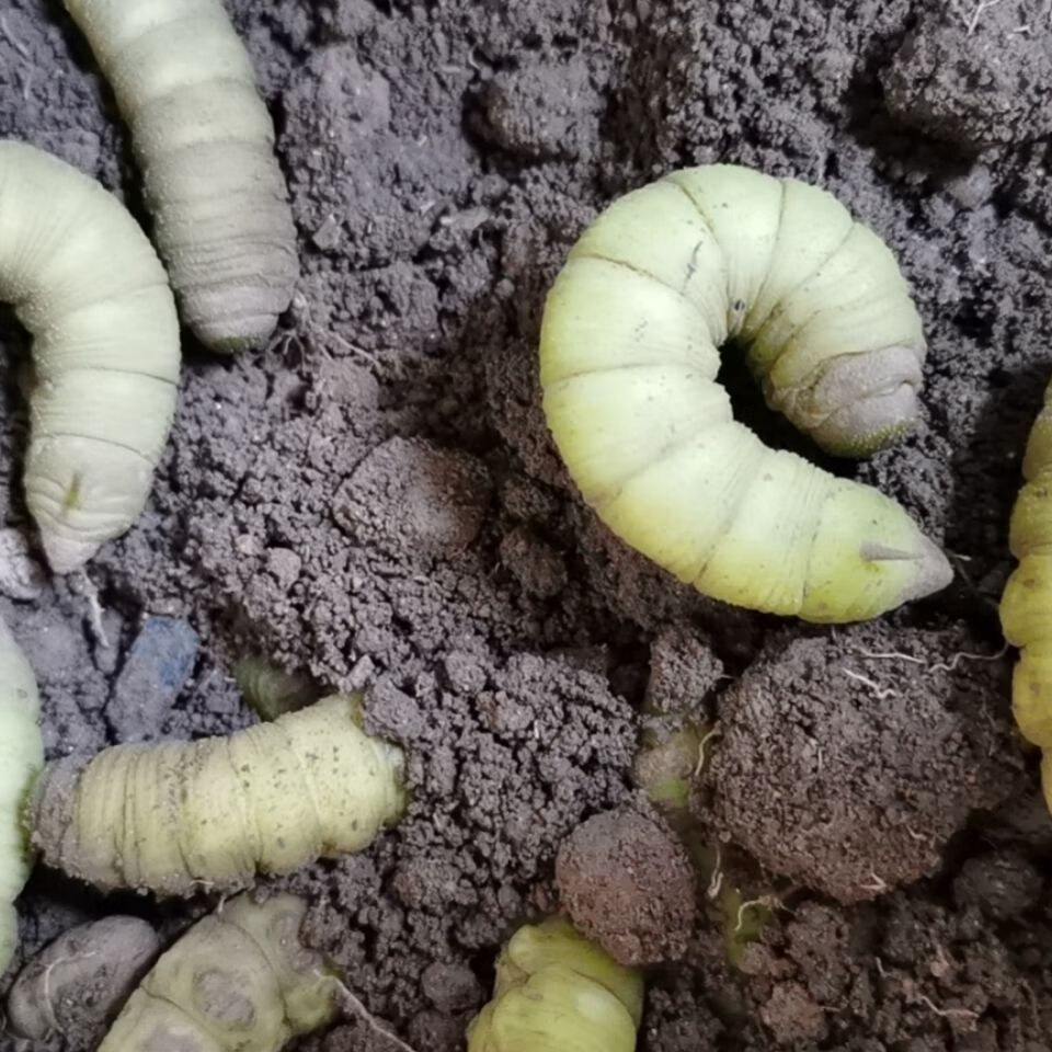 偉博豆青蟲食虫部落活體豆蟲豆丹下蜇活豆蟲豬兒芝麻蟲食物昆蟲釣魚20