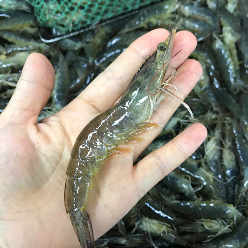 基围虾苗批发淡水养殖幼体苗虾饲料云贵川技术指导 基围虾苗5000尾