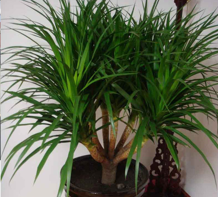龙铁血树苗花卉盆栽办公室绿植盆栽大型盆栽龙铁树46个头多头龙血树