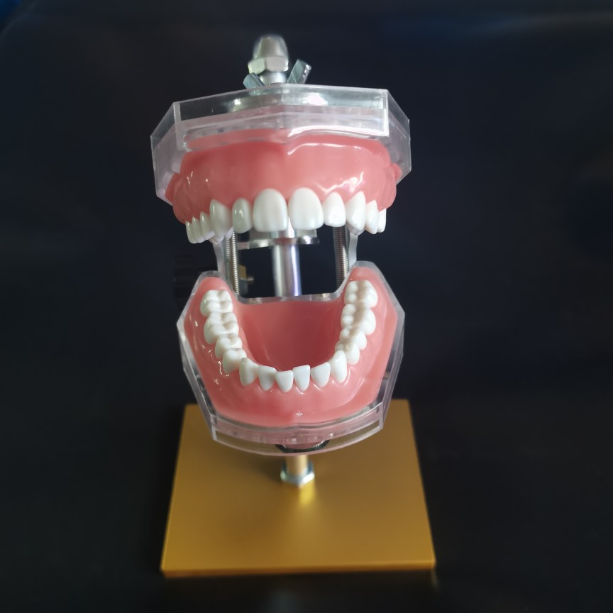 备牙模型开髓牙仿真牙科牙粒口腔根管离体牙树脂牙考试专用牙 37号