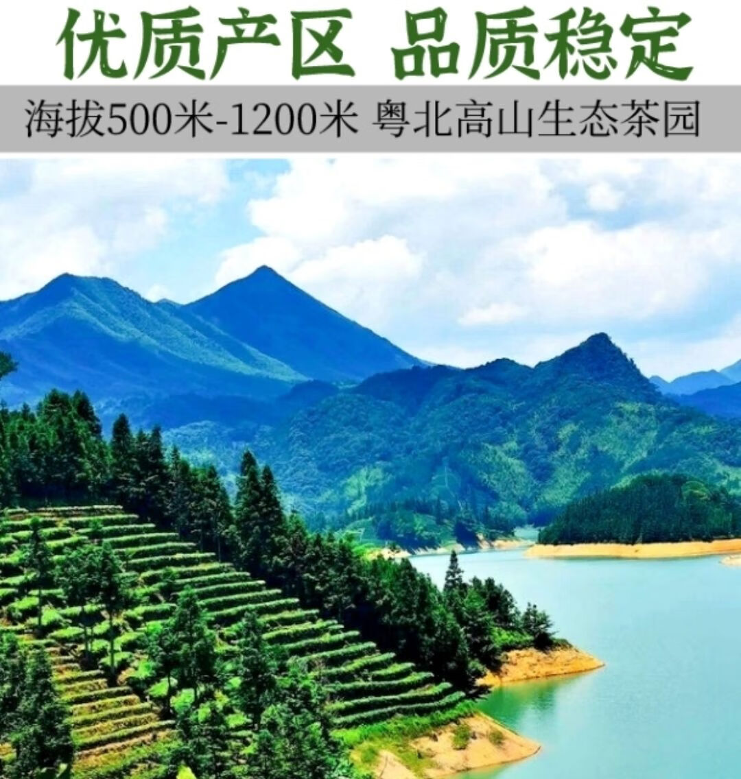 仁化红山白毛茶味浓耐泡型广东丹霞山银毫绿茶浓香耐泡茶农直发白毛茶
