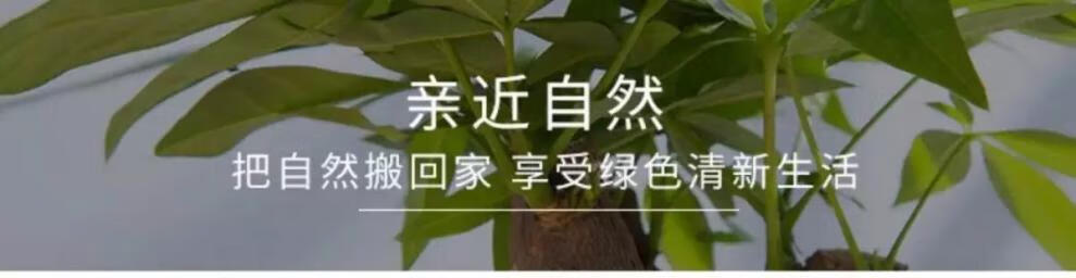 3，發財樹盆栽文竹室內花卉小盆景辦公室綠色植物客厛金錢樹盆栽 【平平安安盆+發財樹+椰子+種植