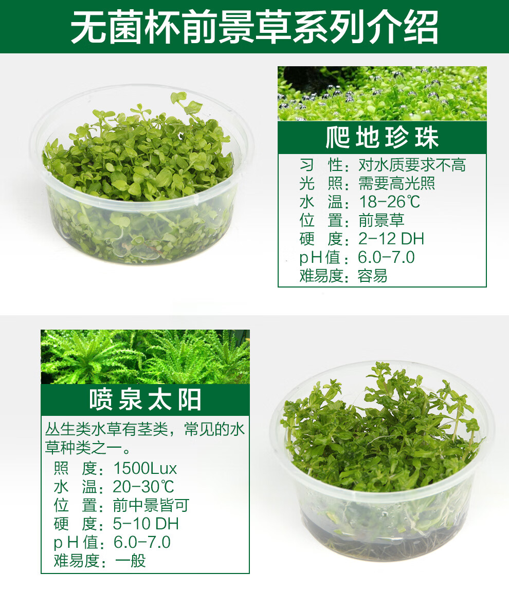 疯狂石头鱼缸水草造景活体水草种子水榕牛毛草水藻迷你爬地矮珍珠活体套餐前景水草 无菌杯前景草 爬地珍珠 图片价格品牌报价 京东