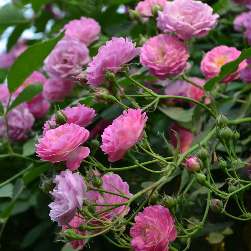 月季花藤本欧月大花浓香型花卉绿植盆栽庭院阳台爬藤灌木植物可盆栽地