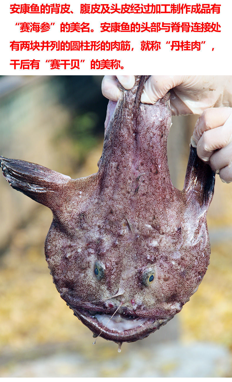 騰旺納躍安康魚新鮮蛤蟆魚鮟鱇魚深海魚大嘴魚少刺帶魚肝魚肚海鮮水產