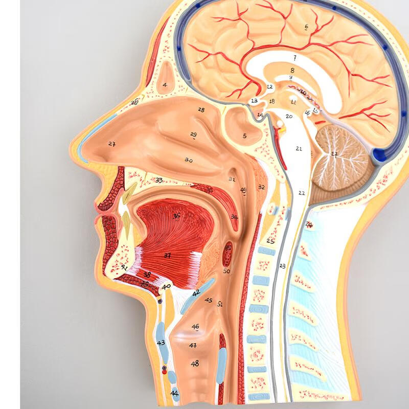 正中矢状位断层标本人体断层解剖 横断位断层 额状切模型 医学头部