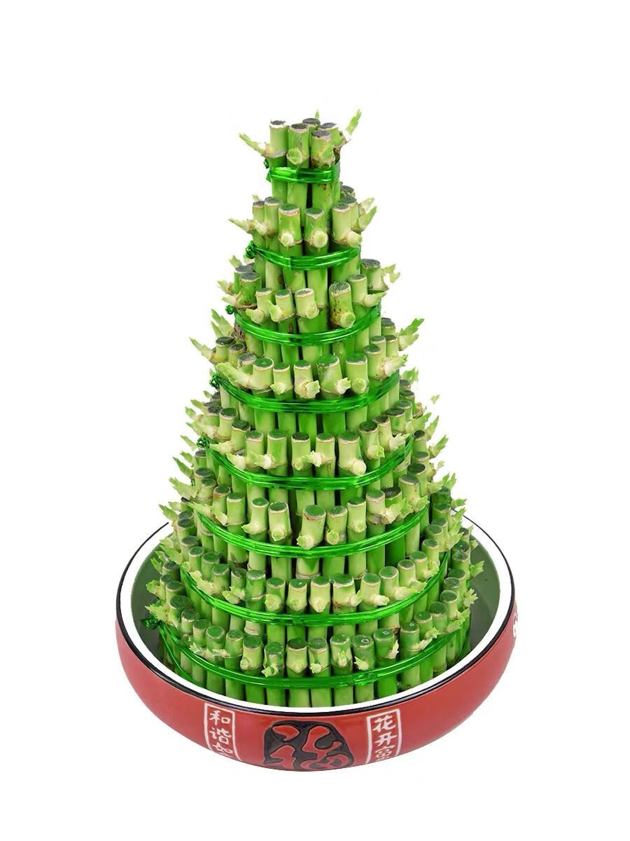 宝塔富贵竹水养竹塔步步高升大竹塔转运竹子办公室客厅大型富贵竹